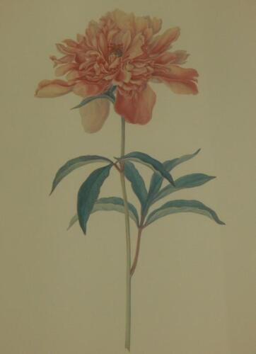 After Franz Bauer. The Kew Botanical Flower