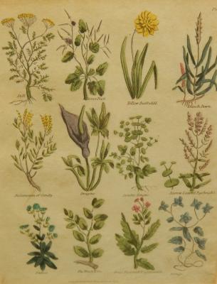 Botanical book prints. Published by T. Kelly