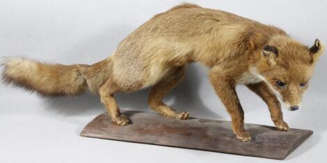 A 20thC taxidermy model of a fox