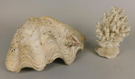 A large clam shell