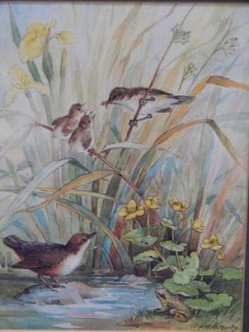 P M McMurty (British). Warblers and a frog