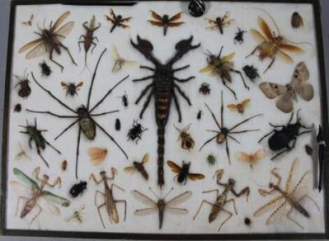 An interesting case of 20thC insects