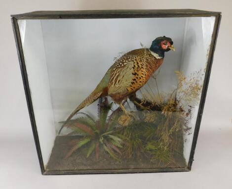 A taxidermied pheasant by E Allen & Co of Stonegate York