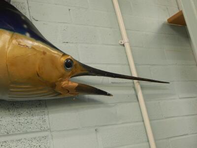 A fibre glass sail fish - 4