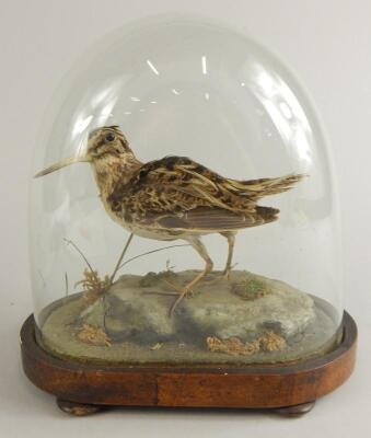 A taxidermied snipe
