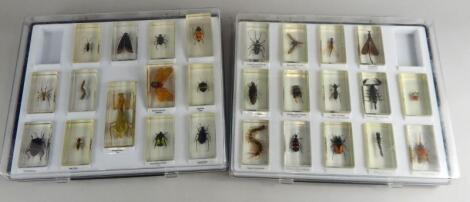 A quantity of various insect specimens