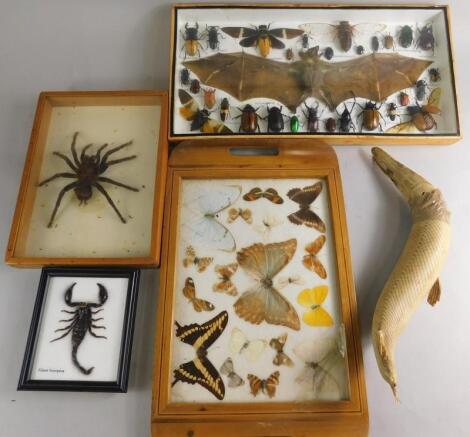 Miscellaneous items of taxidermy