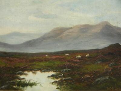 B Ward (19thC). Highland scene with sheep