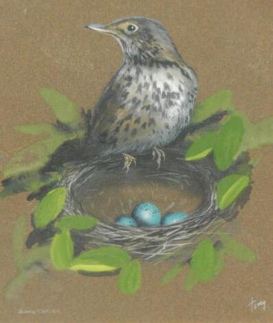 Keith Tovey (20thC). Song Thrush