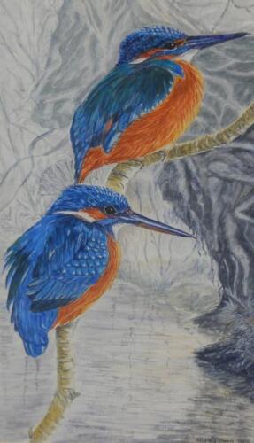 Shirley Owen. Kingfishers