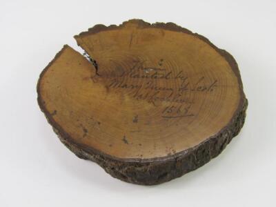 A cross section of Thorn Tree attributed as having been planted by Mary Queen of Scots