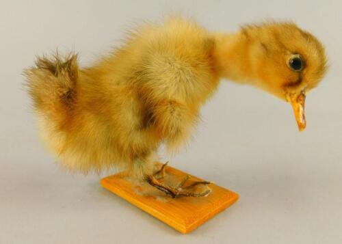 A taxidermied duckling