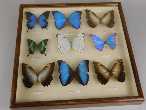 A collection of exotic brightly coloured butterflies