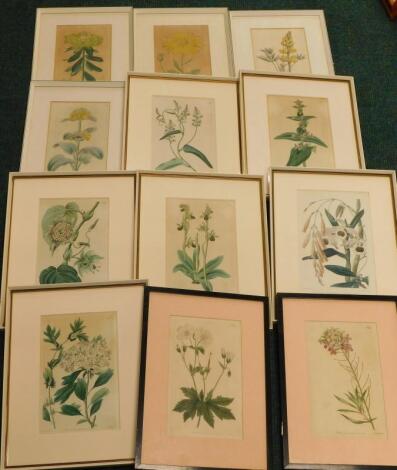 A collection of 19thC hand coloured floral prints