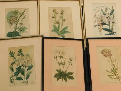 A collection of 19thC hand coloured floral prints - 2