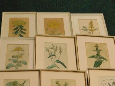 A collection of 19thC hand coloured floral prints - 3