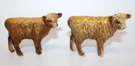 Two Beswick Highland calves