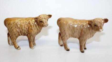 Two Beswick Highland calves