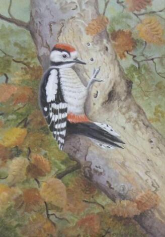 ‡Richard Robjent (b.1937). Great spotted woodpecker