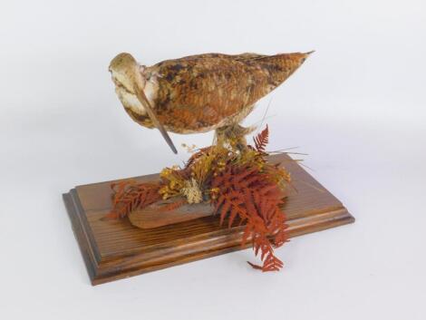 Taxidermy. A Woodcock