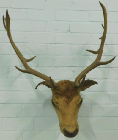 A taxidermied stag's head