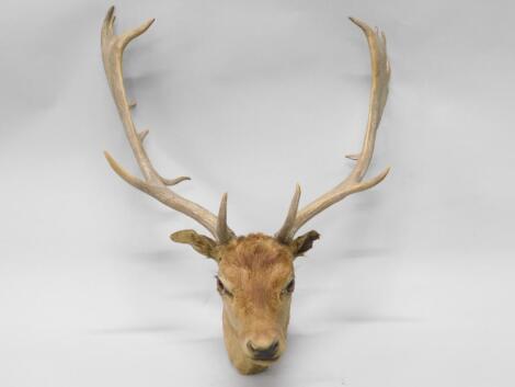 A taxidermied stag's head