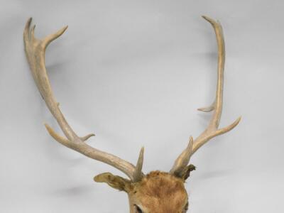 A taxidermied stag's head - 3