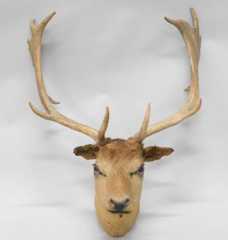 A taxidermied stag's head