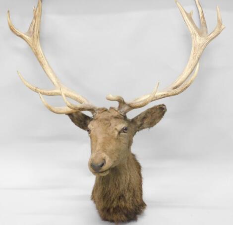 A taxidermied stag's head