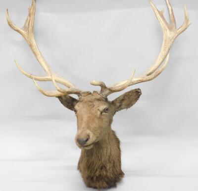 A taxidermied stag's head