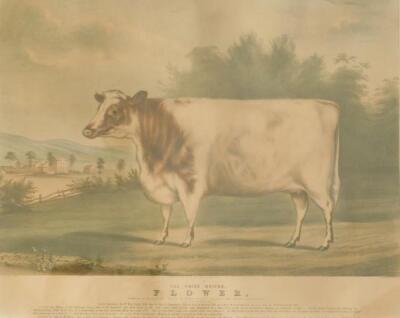 After Henry Hubbard (19thC). The Prize Heifer Plover