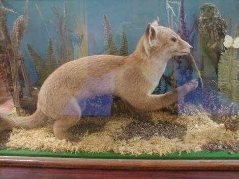 A cased taxidermy group of a fox cub and an owl