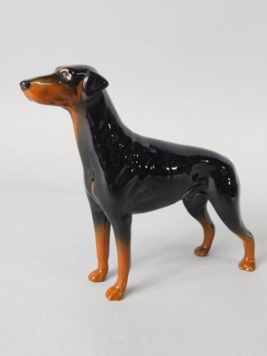 A Beswick ceramic model of a Dobermann