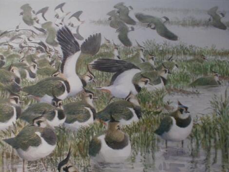 Michael Warren. Lapwings by the water's edge