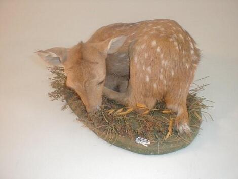 Taxidermy: a recumbent fawn