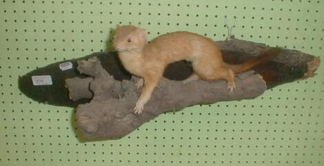 A taxidermy stoat. £10-20