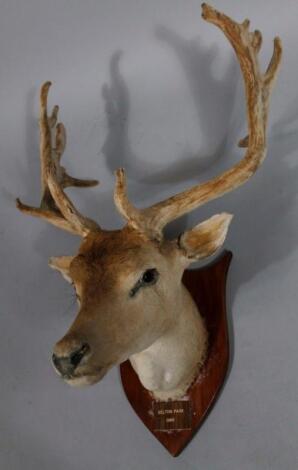 A taxidermy stags head