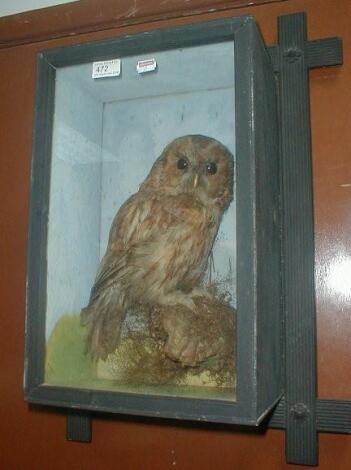 A cased taxidermy owl