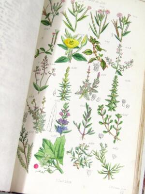 Sowerby (John E). British Wild Flowers Illustrated - 3