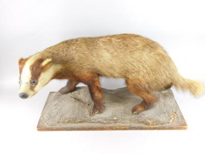 A taxidermied badger