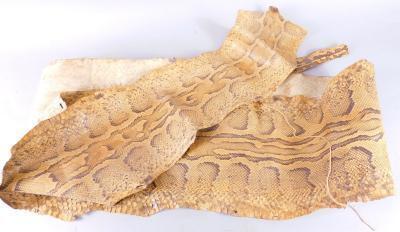 An early 20thC python skin