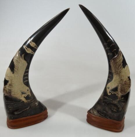 A pair of 20thC water buffalo horns