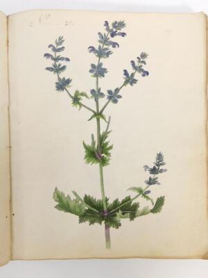 An early 19thC album of botanical watercolours by Charlotte Metcalfe - 3