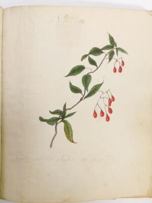 An early 19thC album of botanical watercolours by Charlotte Metcalfe - 4