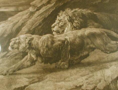 After Herbert Dicksee. A sepia print of a lion and lioness