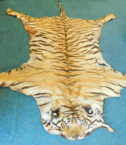 A Victorian tiger skin rug