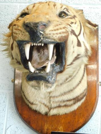 An early 20thC taxidermied tiger's head by Gerrard