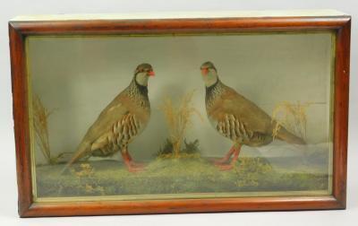 A pair of taxidermied partridge