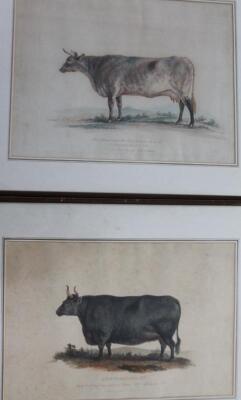 A set of eight late 18th/early 19thC engravings of cattle - 4