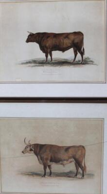 A set of eight late 18th/early 19thC engravings of cattle - 6